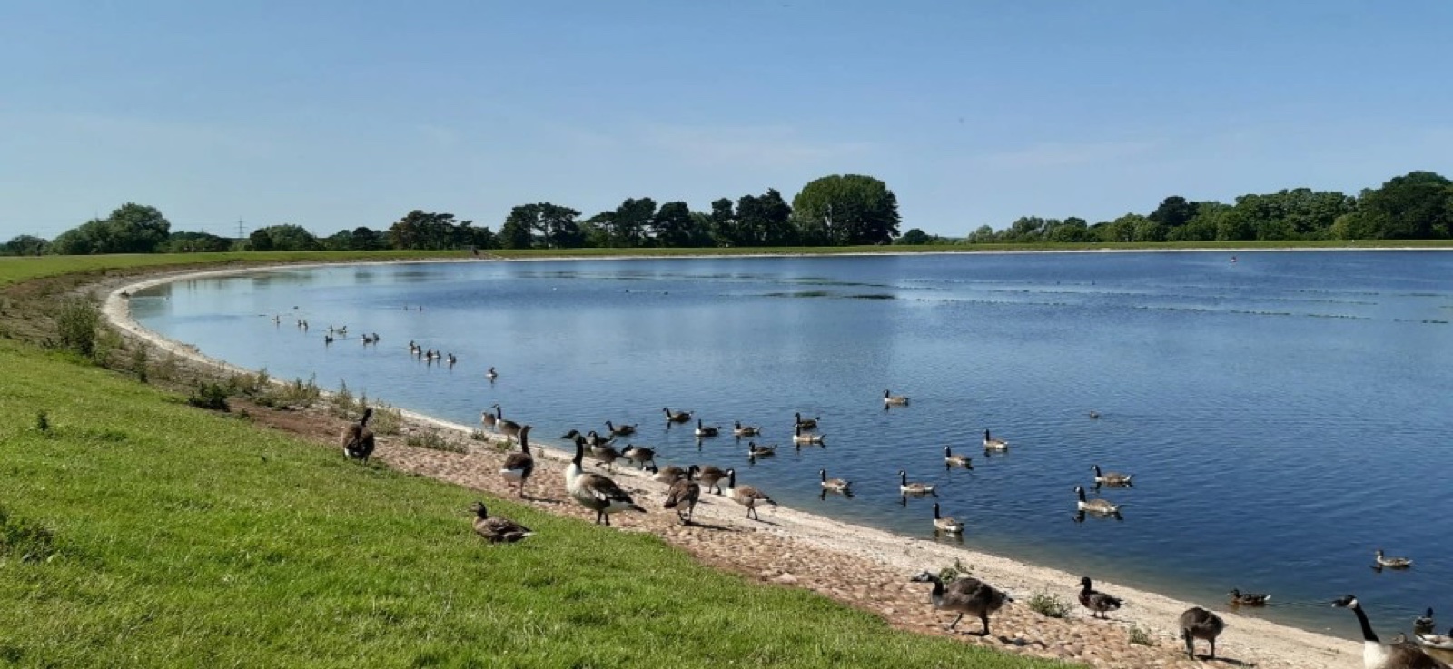 Shustoke Reservoir with geese on the grassy bank and calm blue water